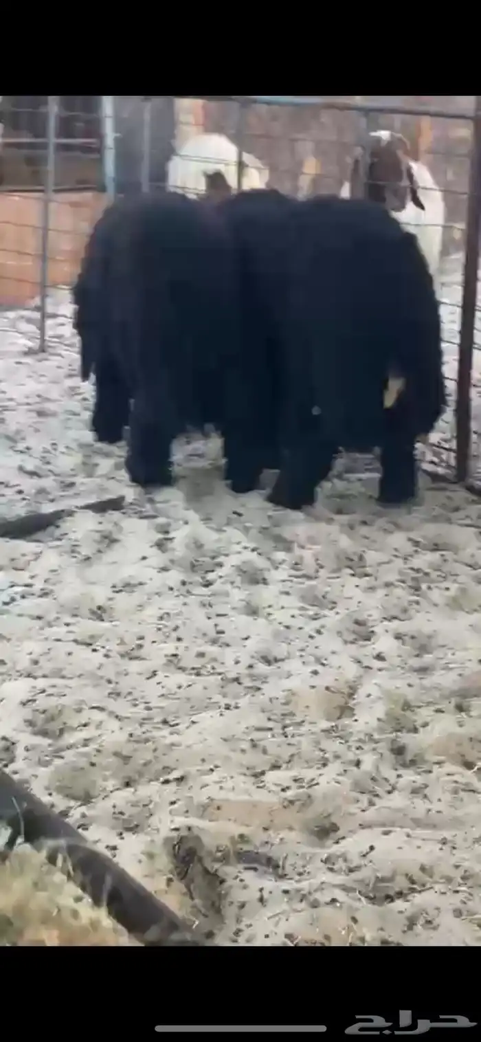 ذبايح نعيمي وحري وعرب 7