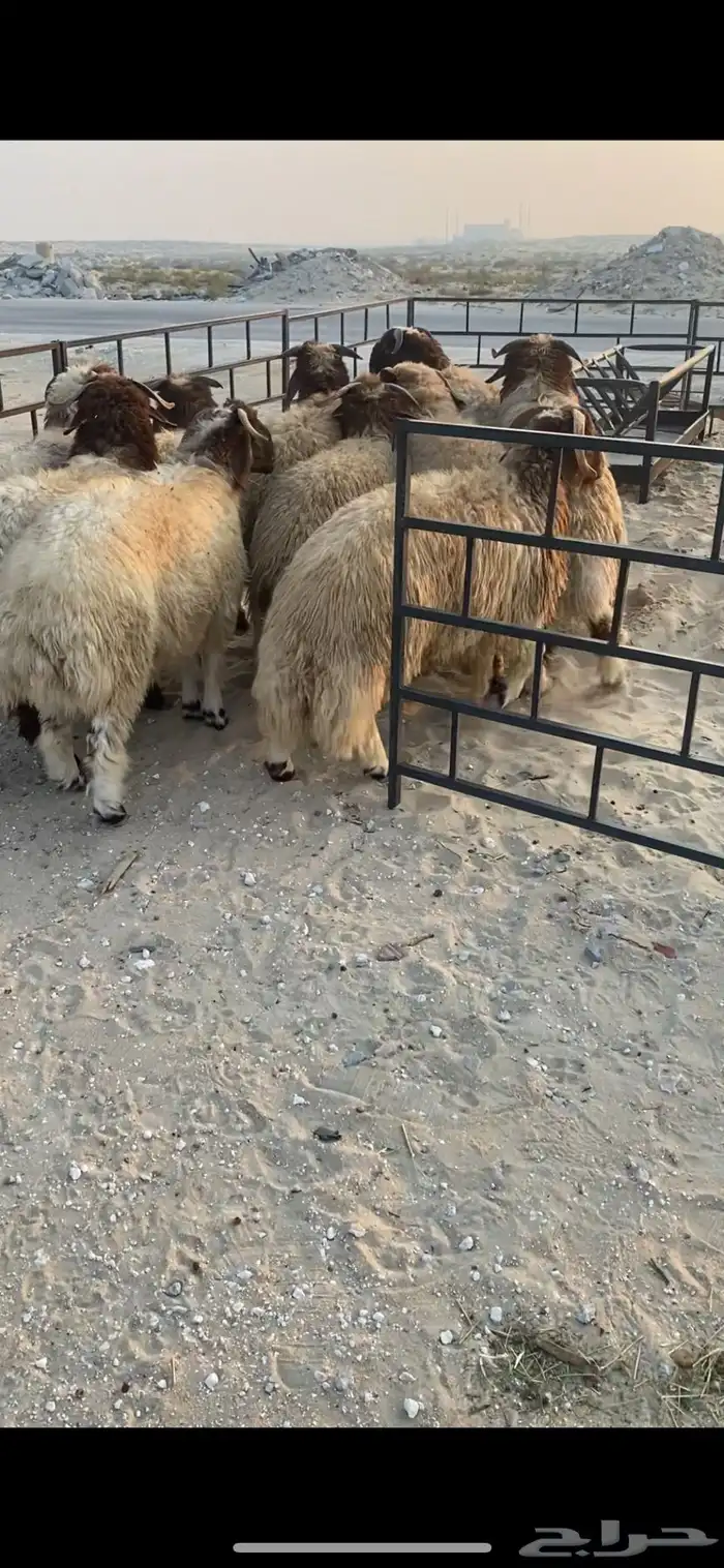 ذبايح نعيمي وحري وعرب 16