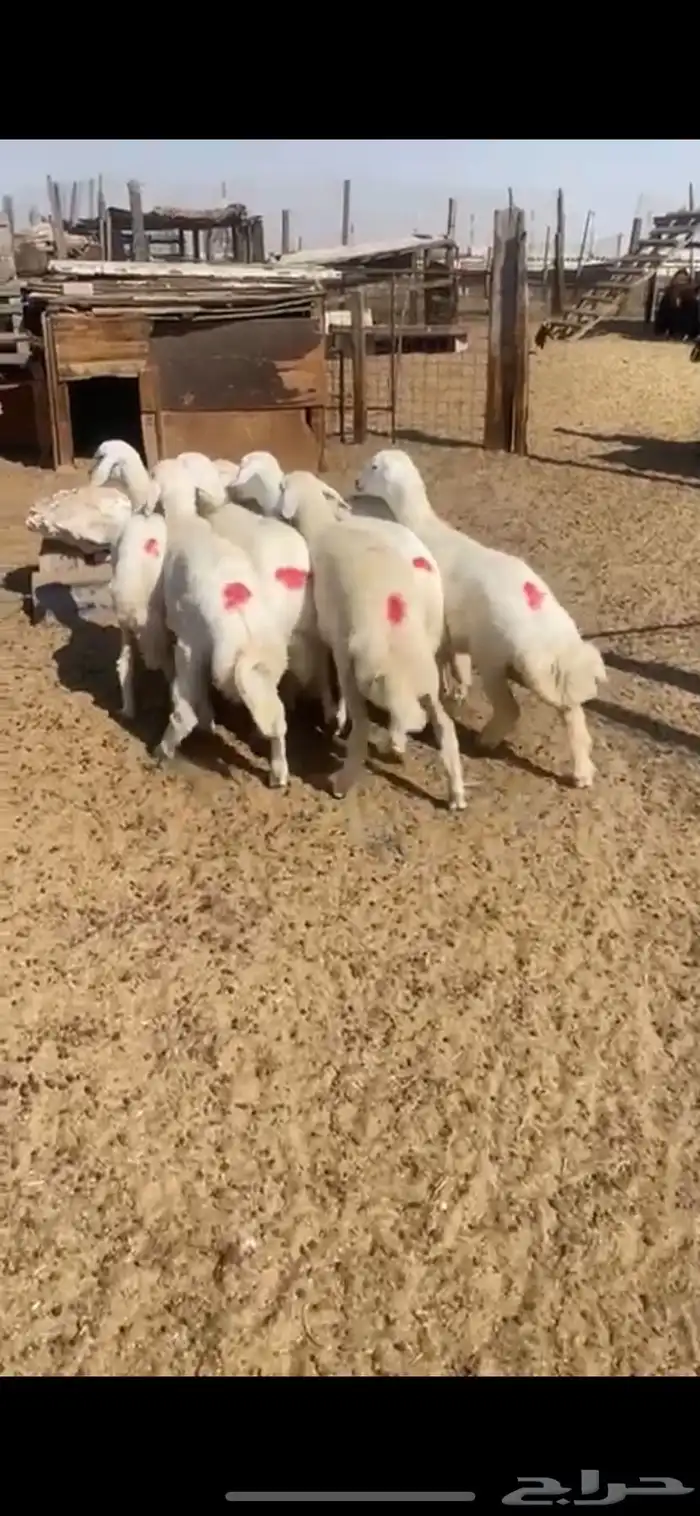 ذبايح نعيمي وحري وعرب 24