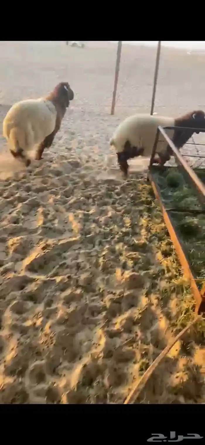 ذبايح نعيمي وحري وعرب 6