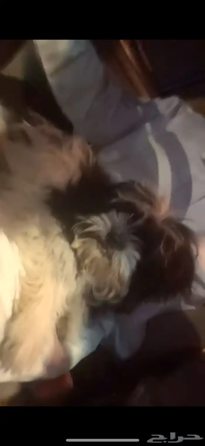 كلبة للبيع اليفة لعوبة 3