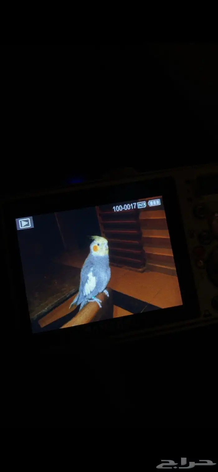 كروان مفقود في حي الجال حول حديقه الجال عليه حجل برجله ورقم 0