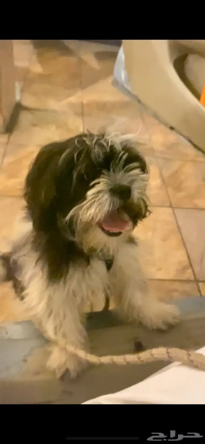 كلبة للبيع اليفة لعوبة 4