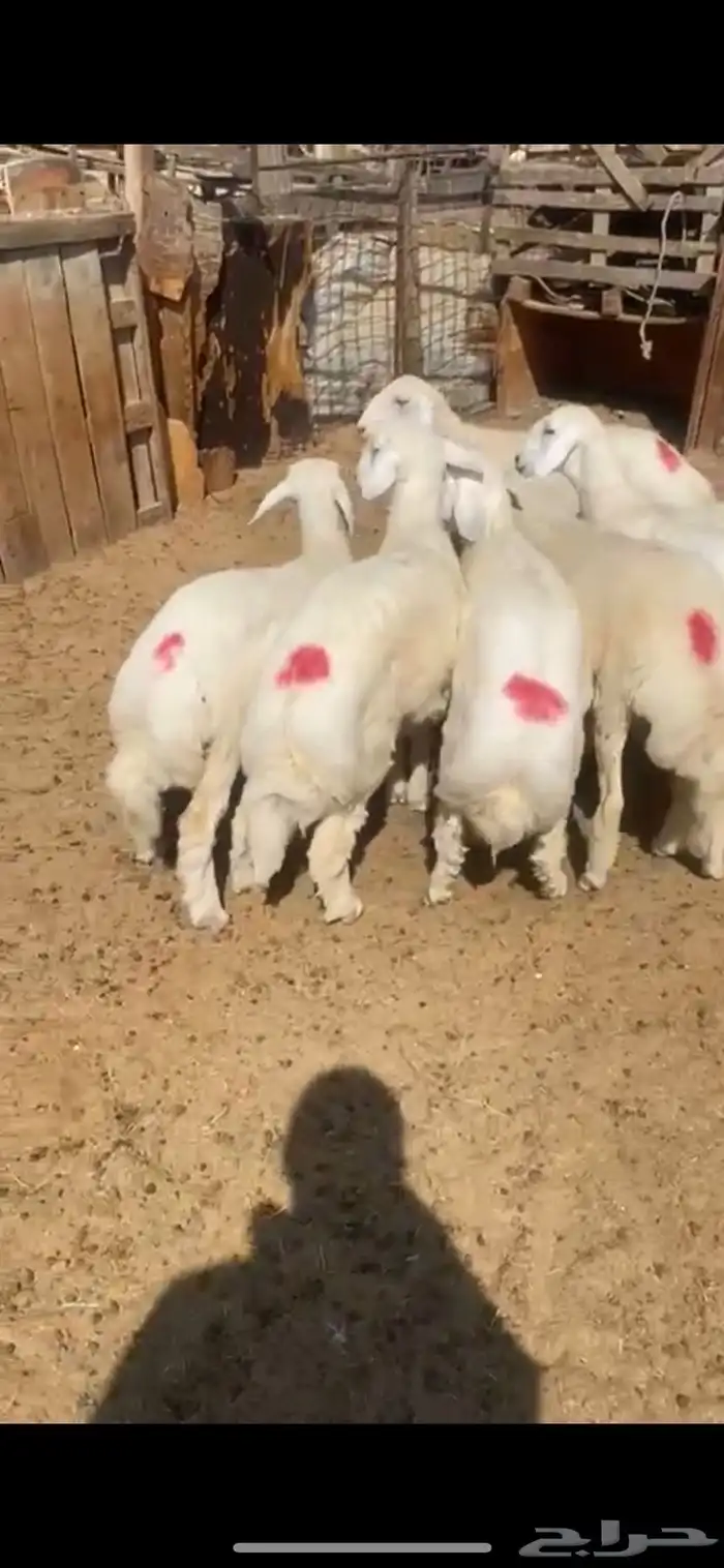 ذبايح نعيمي وحري وعرب 21