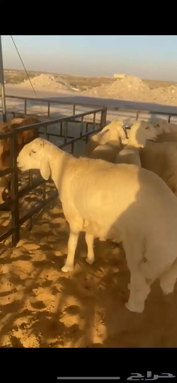 ذبايح نعيمي وحري وعرب 10