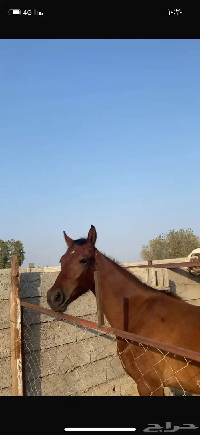 خيل للبيع 1