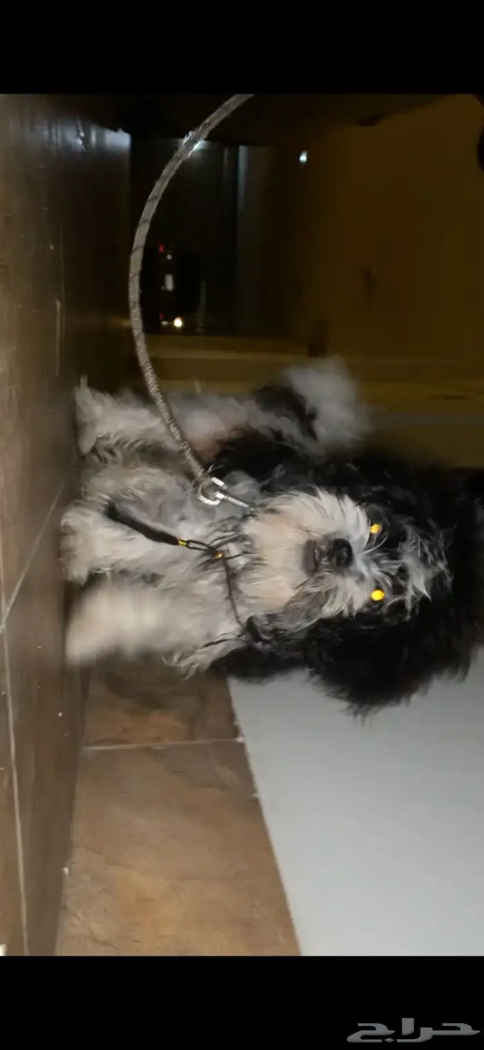 كلبة للبيع اليفة لعوبة 5