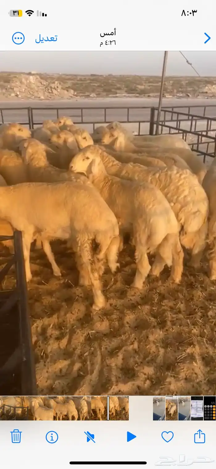 ذبايح نعيمي وحري وعرب 1