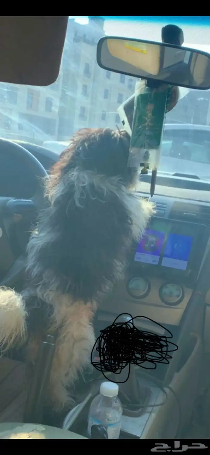 كلبة للبيع اليفة لعوبة 2