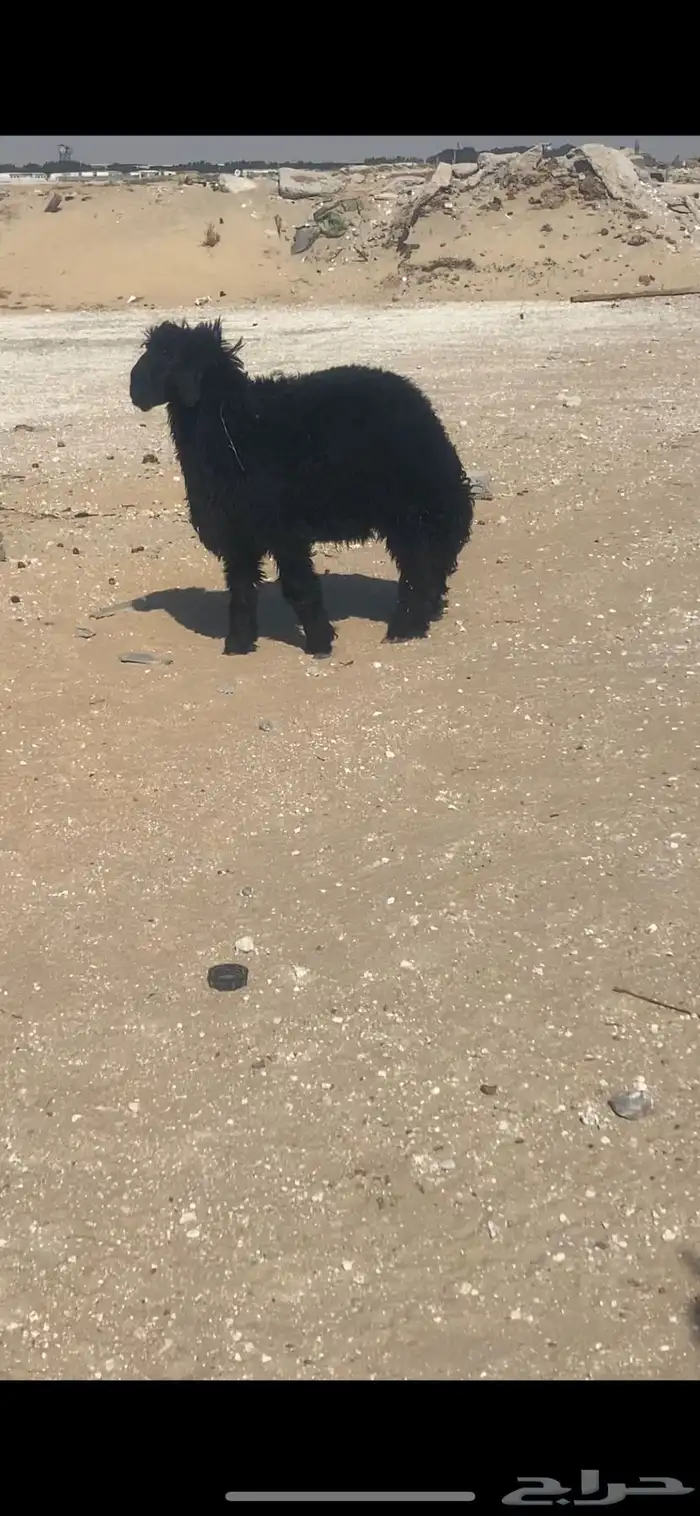 ذبايح نعيمي وحري وعرب 12