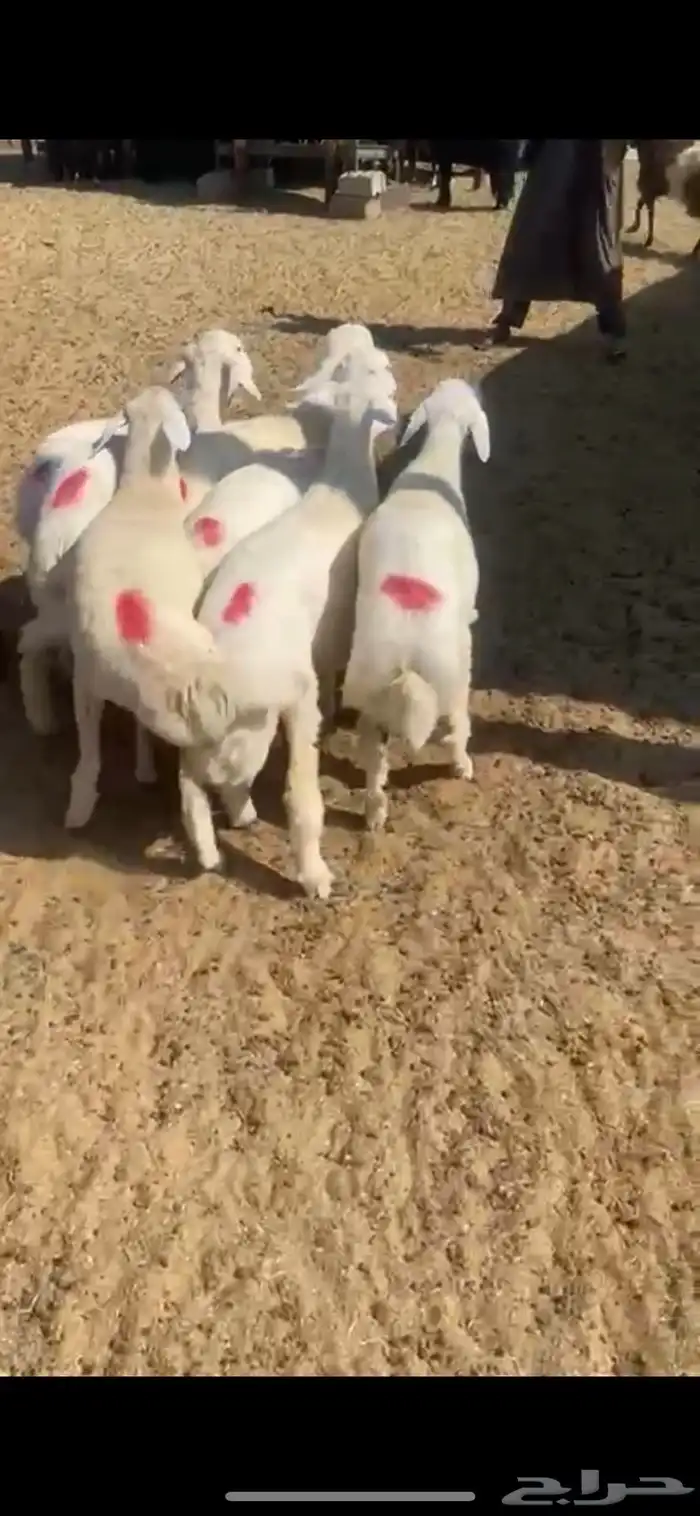 ذبايح نعيمي وحري وعرب 20