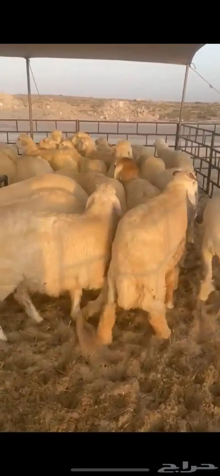 ذبايح نعيمي وحري وعرب 2