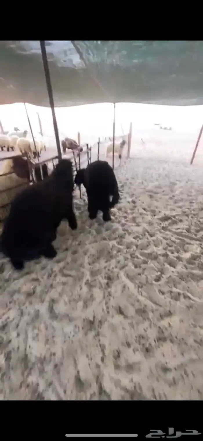 ذبايح نعيمي وحري وعرب 5