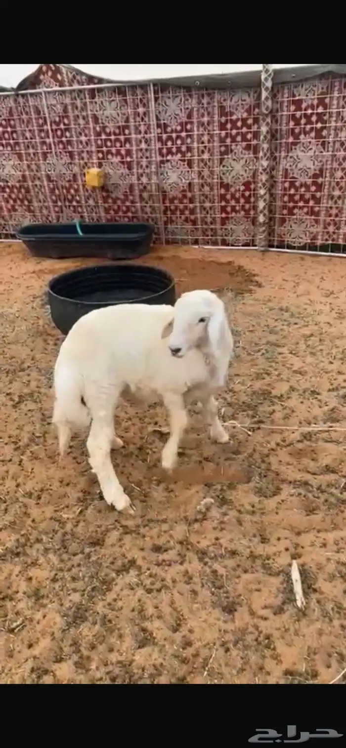 خروف حري بري العمر تقريبا 3 شهور 1