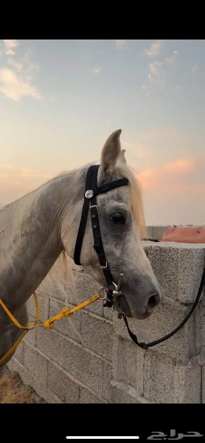 خيل عربي مصري بيور 0