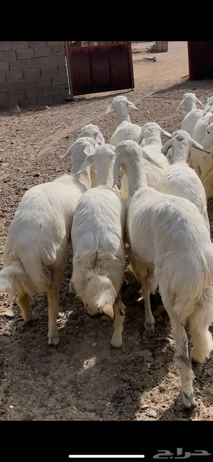 رخال صنف الصنف 6