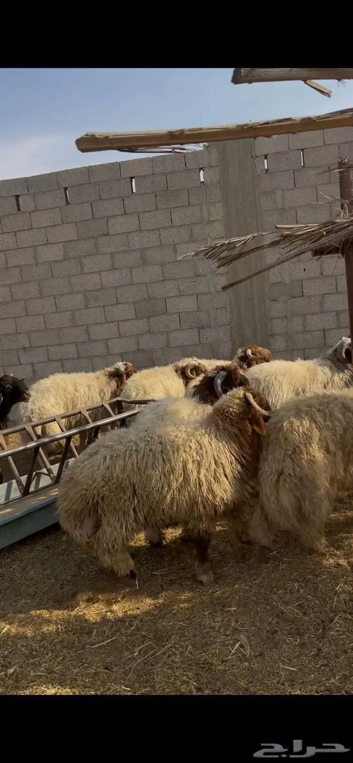 جذعان نعيم طيبه 6