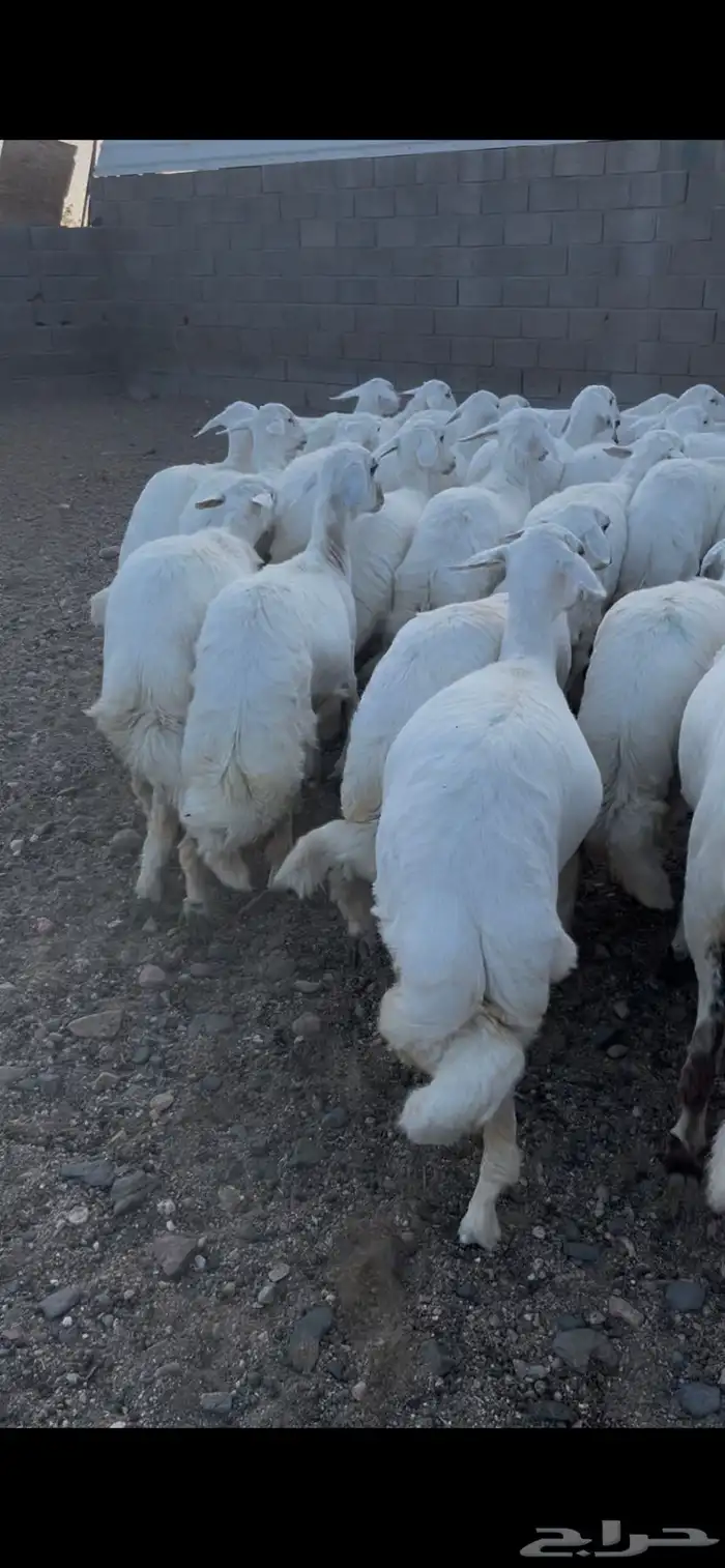 رخال صنف الصنف 3