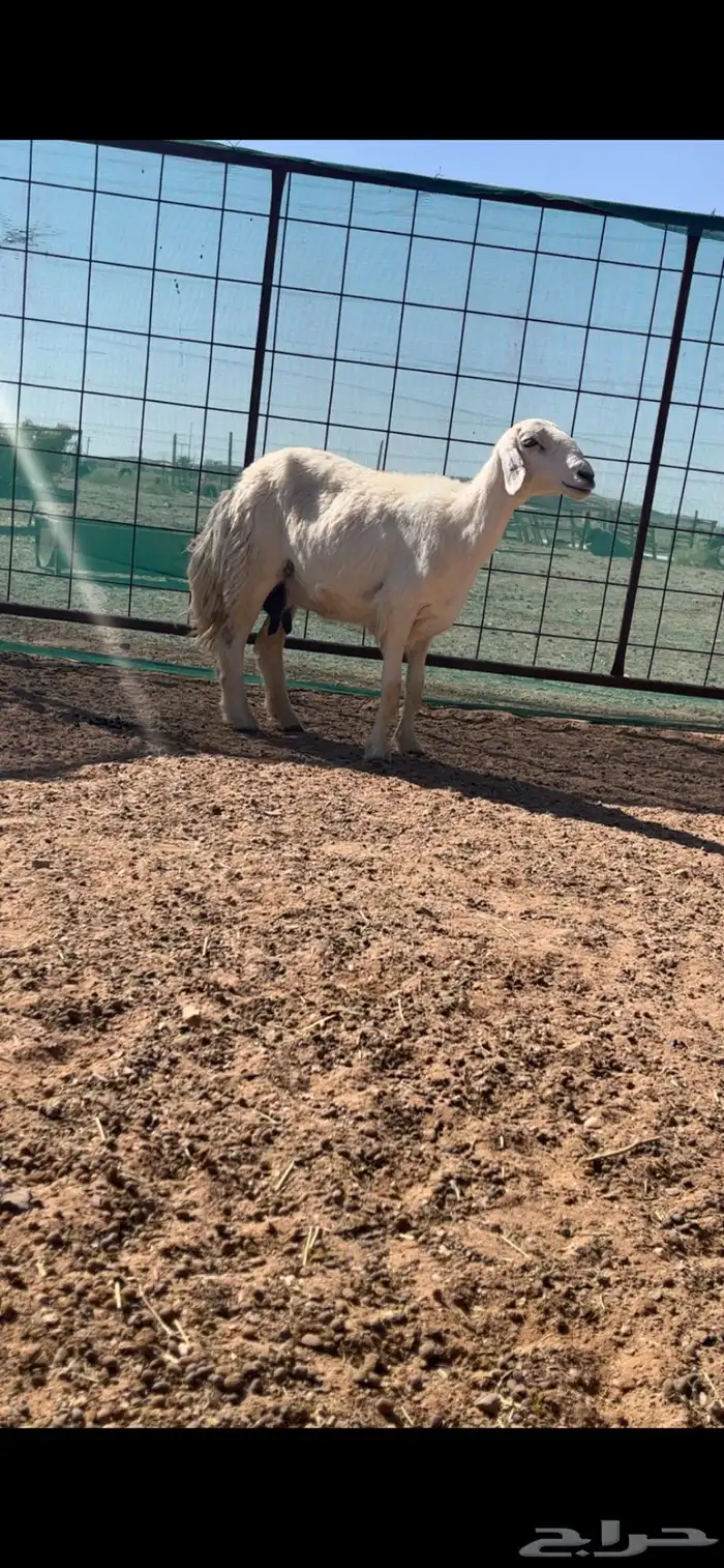 حريات والد 6