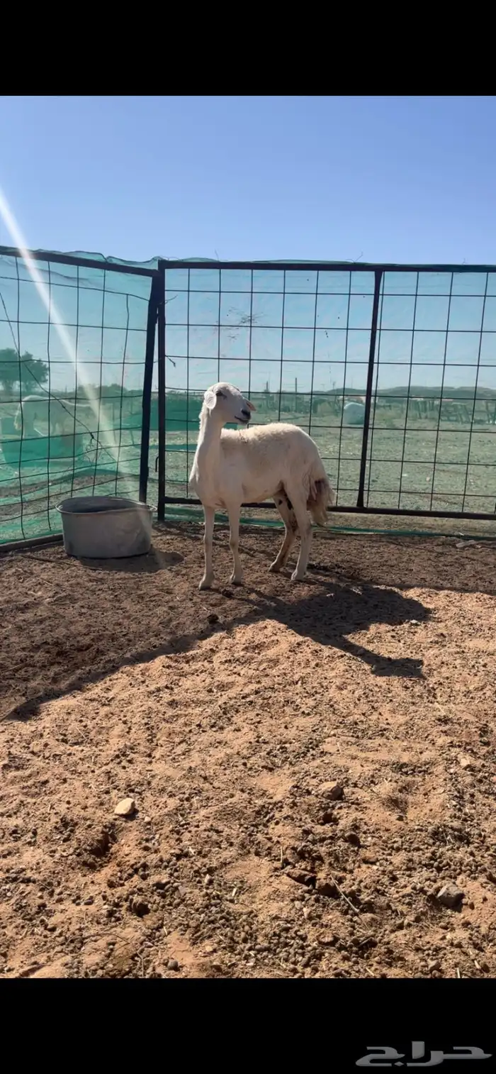 حريات والد 1