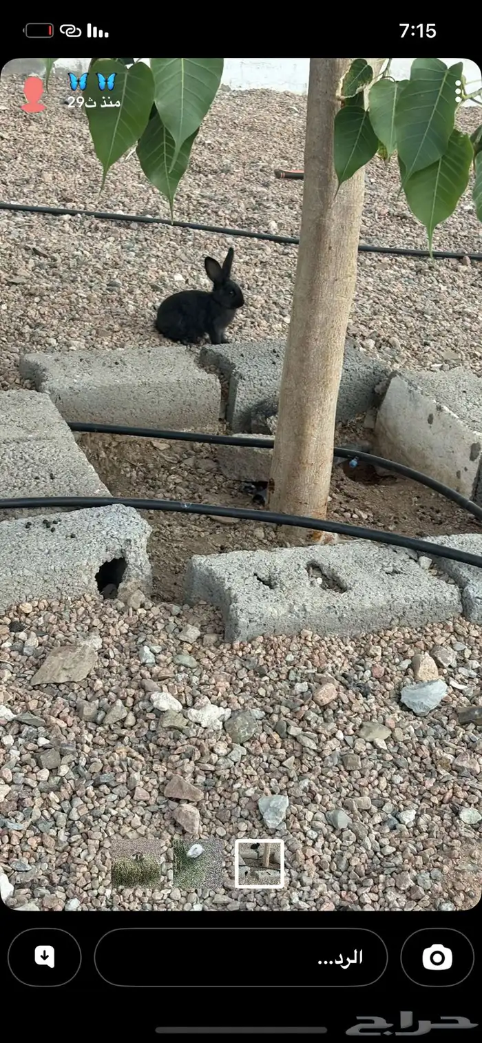 مفيه توصيل 1