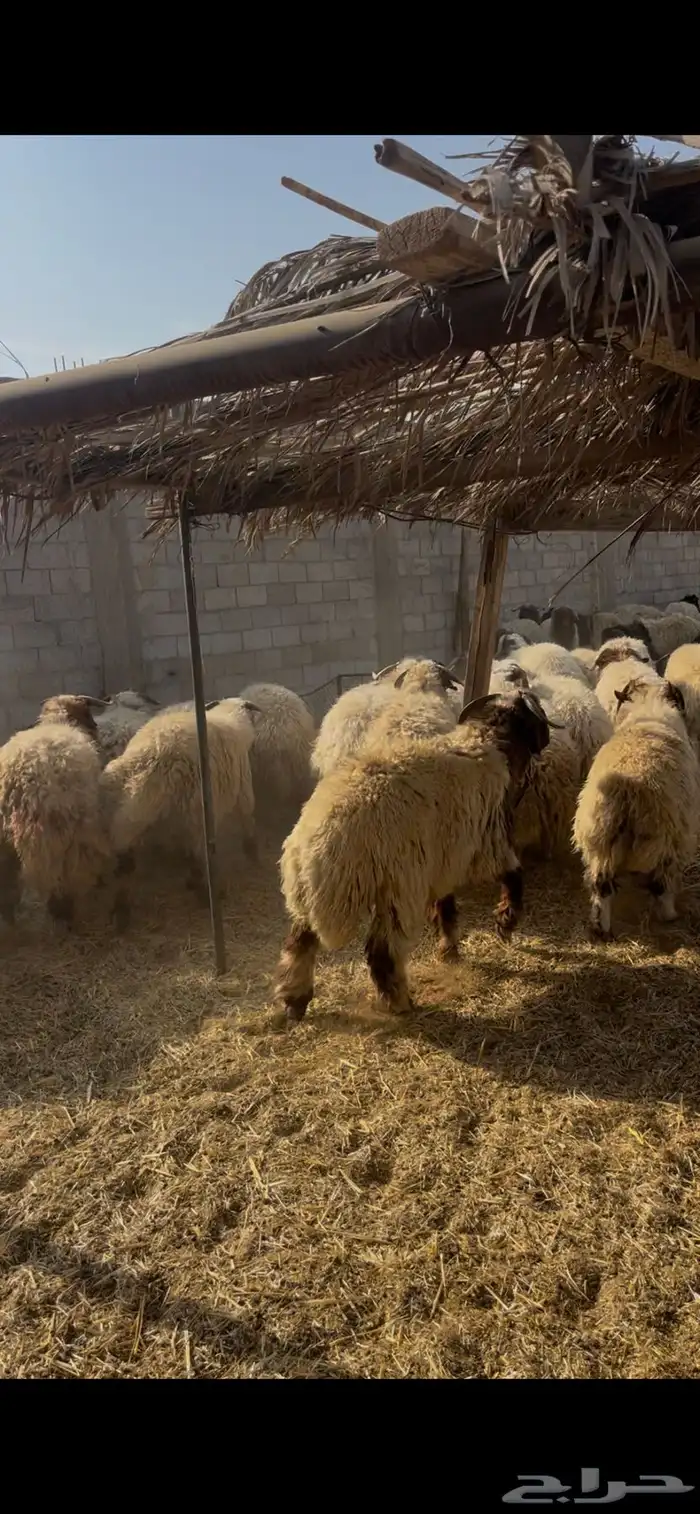 جذعان نعيم طيبه 5