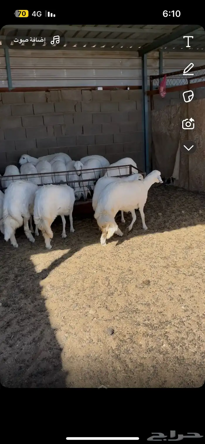 رخال صنف الصنف 7