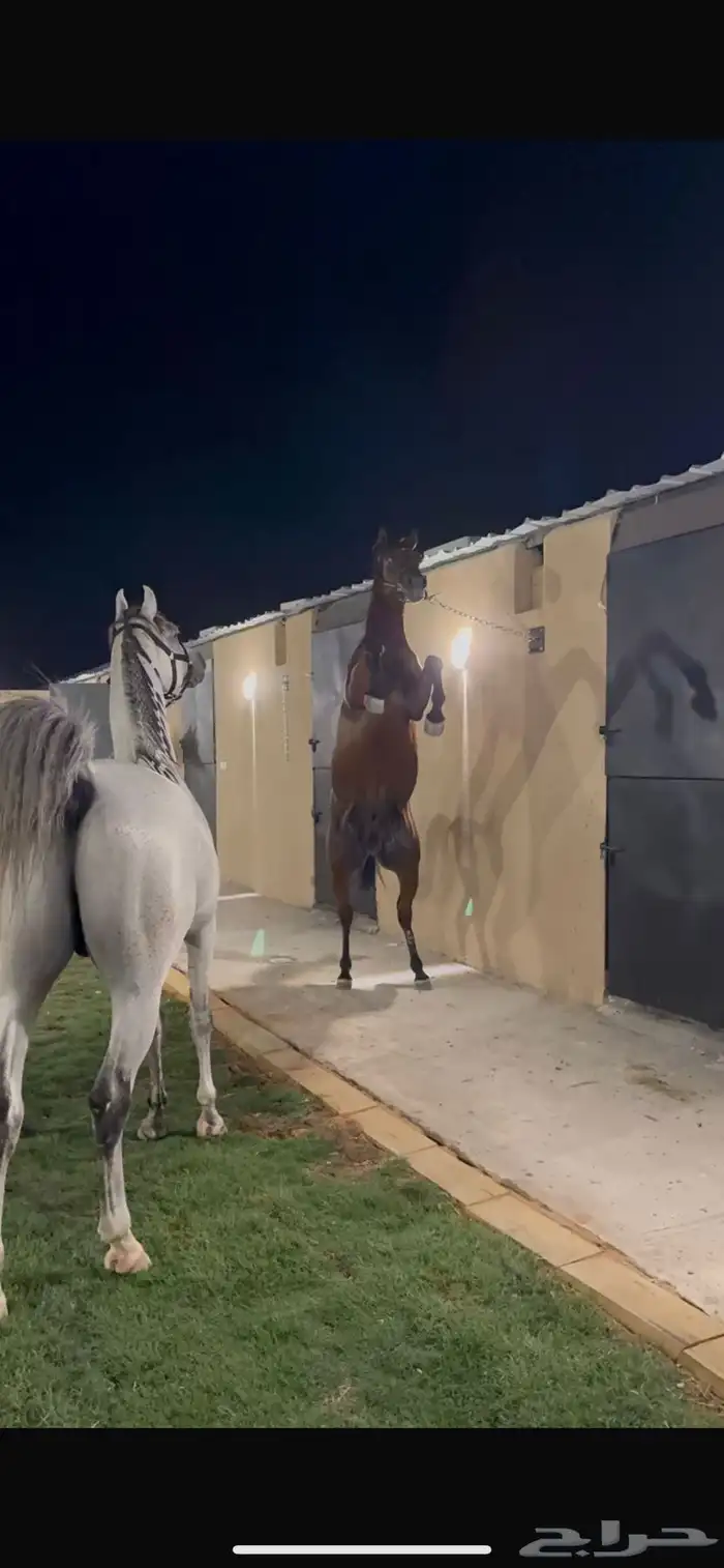اسطبل ايواء وتدريب vipشمال الرياض 2