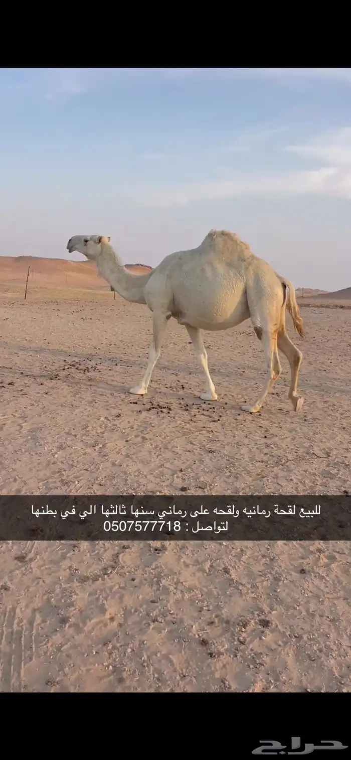 لقحة رمانية 0