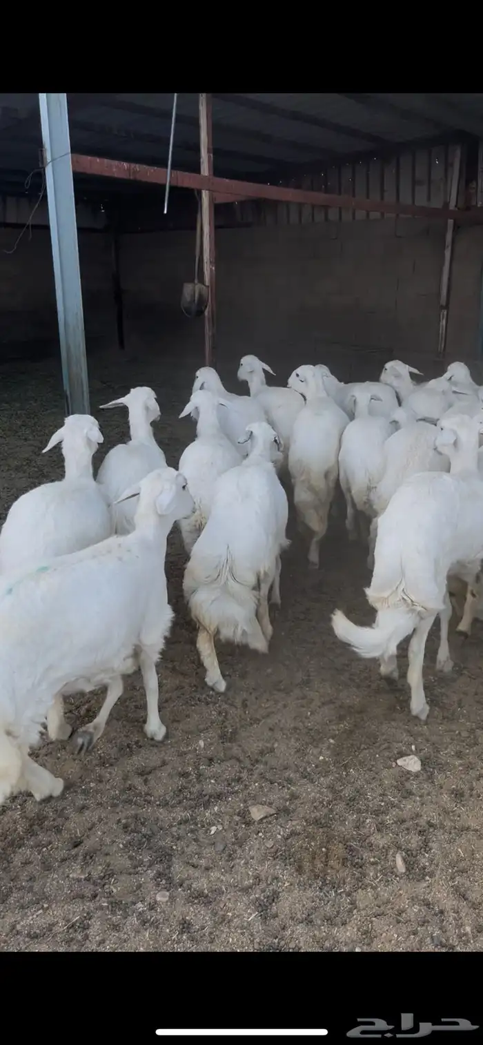 رخال صنف الصنف 2