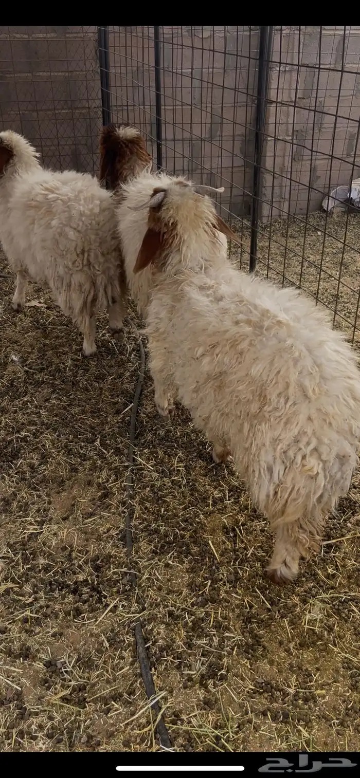 نعيم فواخر للبيع 2