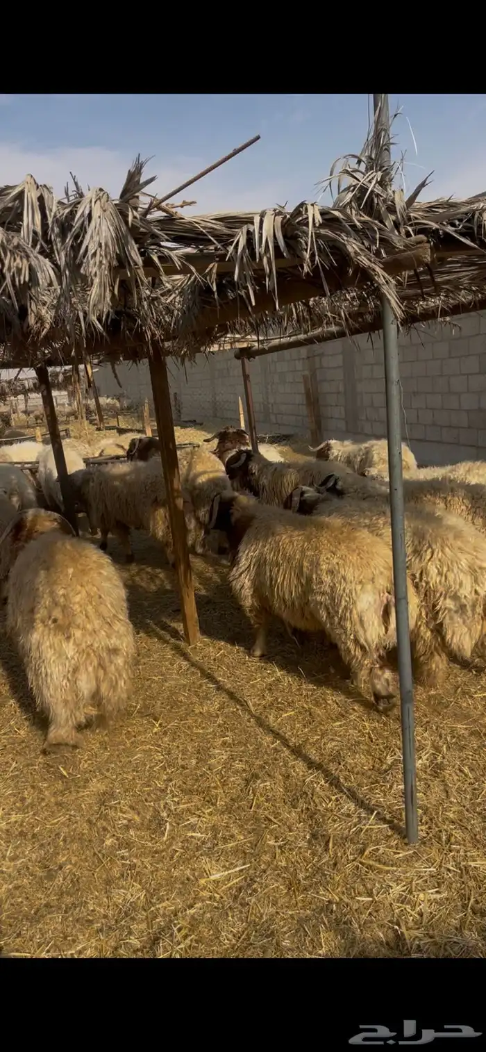 جذعان نعيم طيبه 4