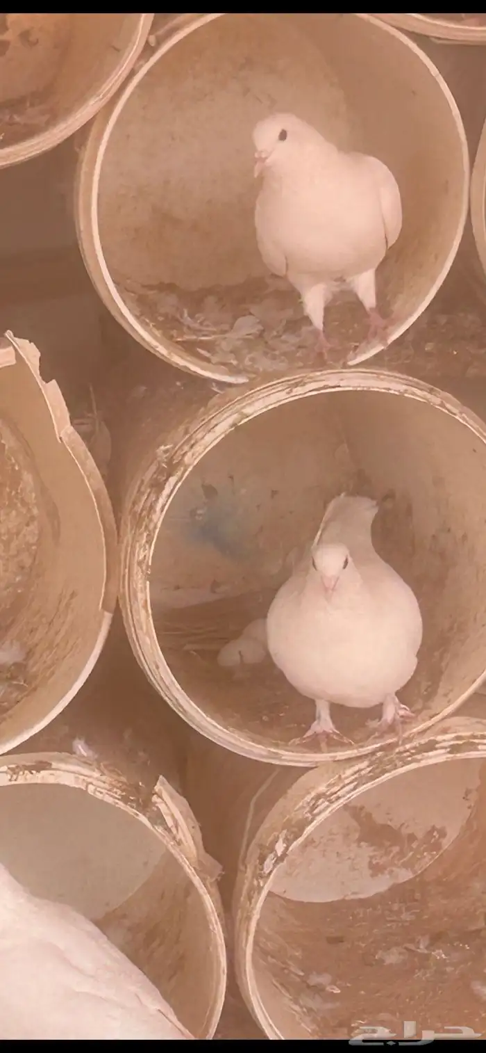 حمام فرنسي 1