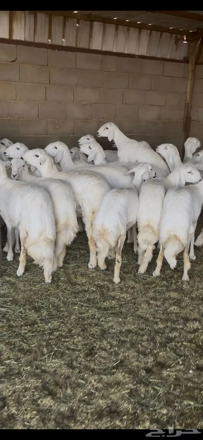 رخال صنف الصنف 4