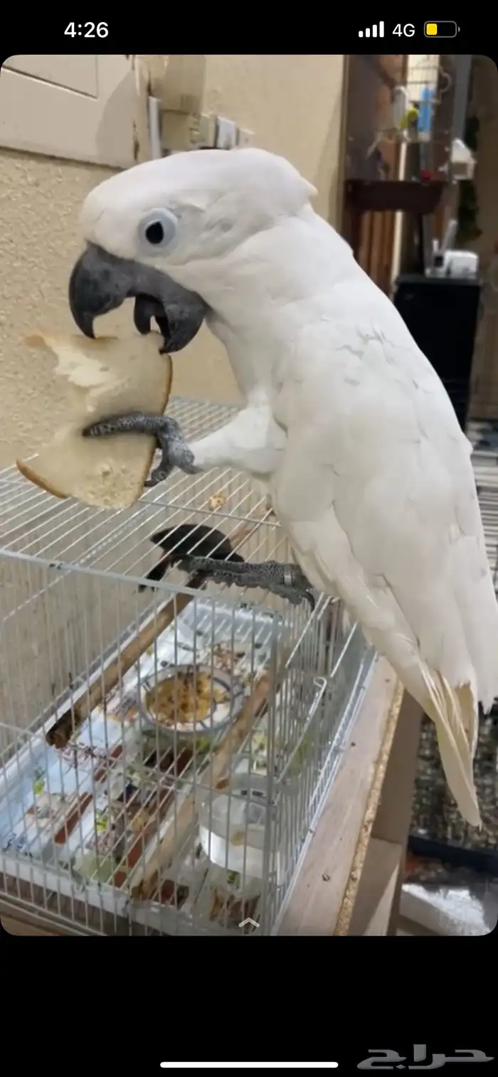 كوكاتو امبريلا 1