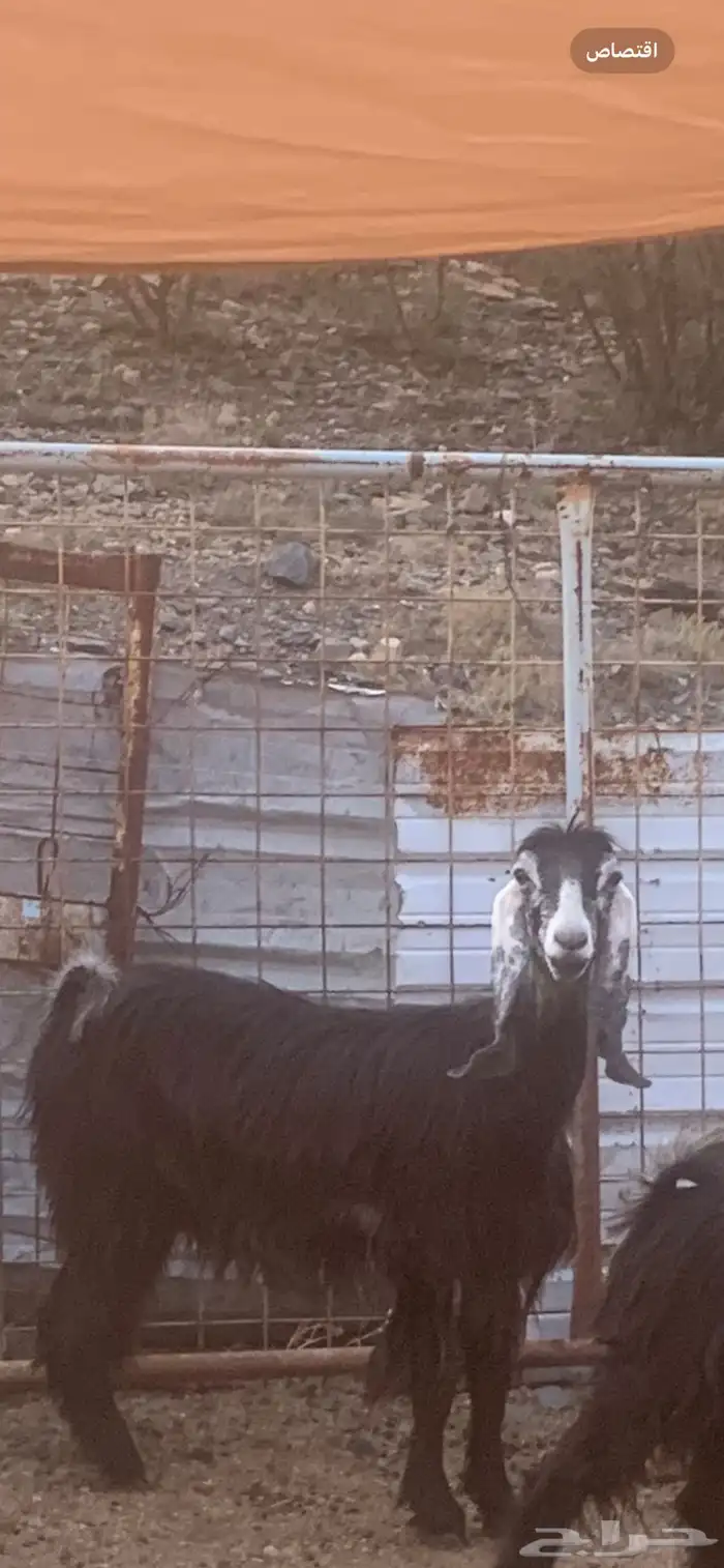 عنز عارضيه 0