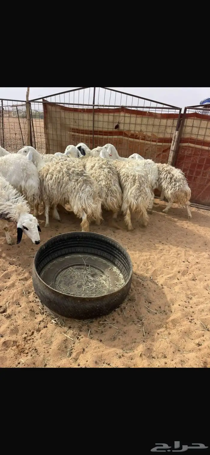 حريات حرش طيبة 1