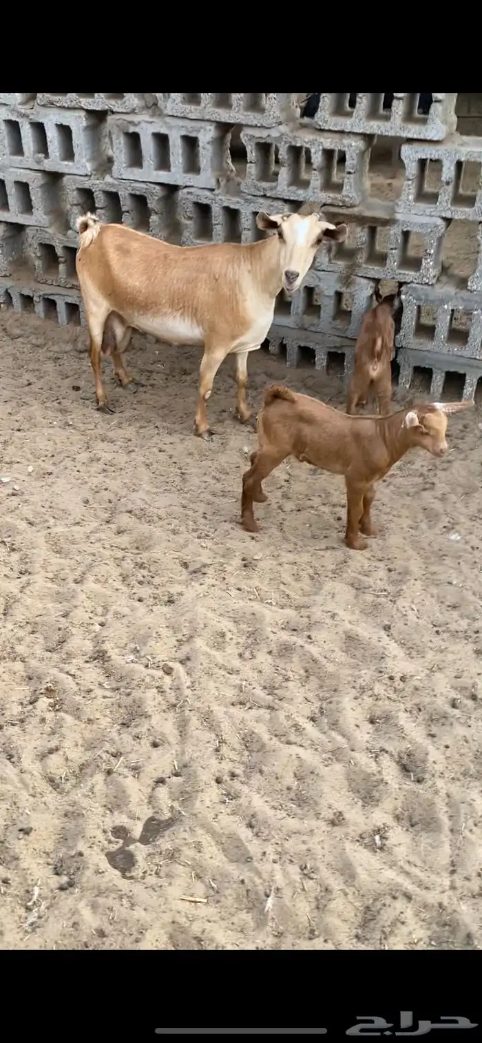 ماعز جنوبي او عمانيه 0