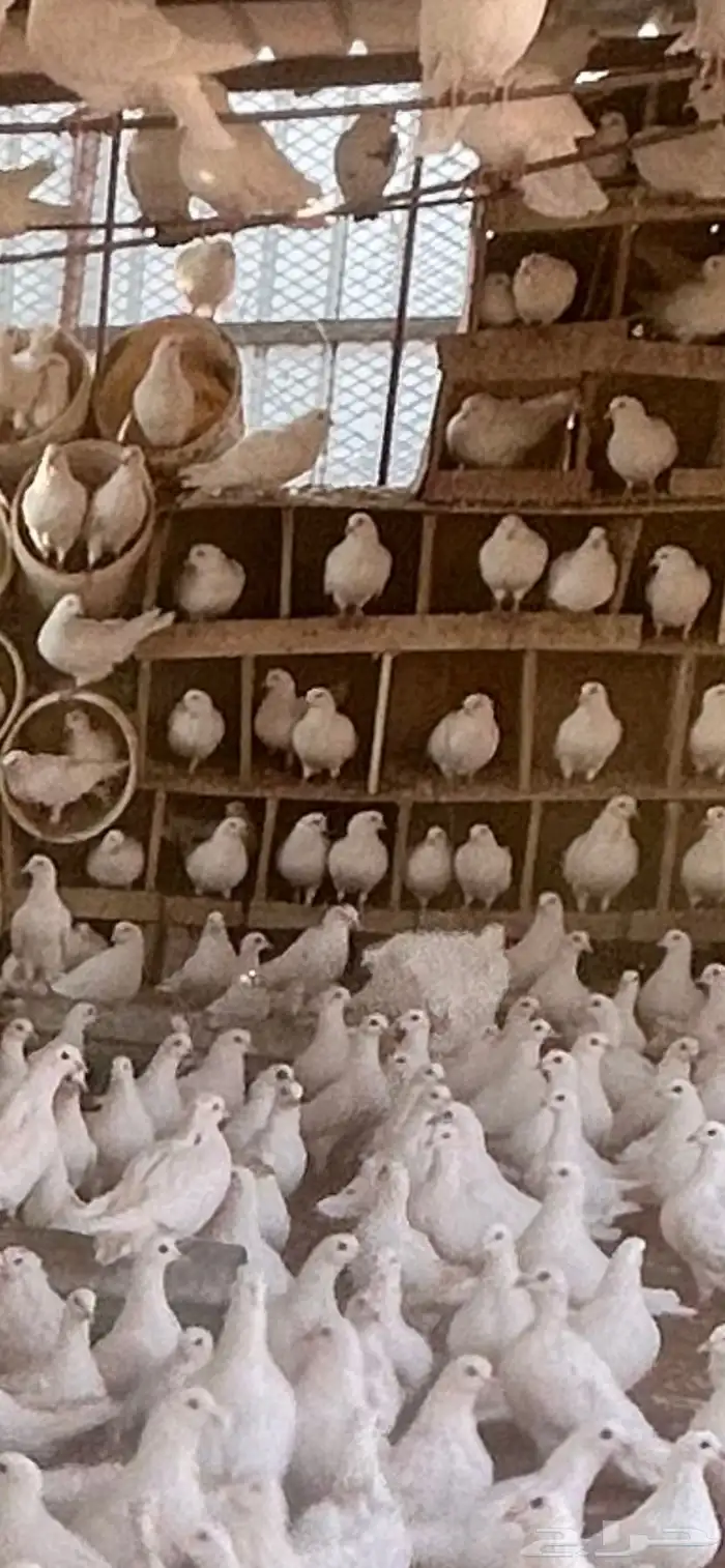 حمام فرنسي 0