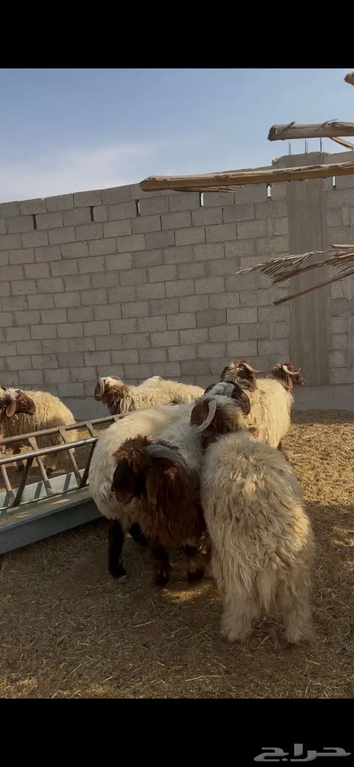 جذعان نعيم طيبه 8