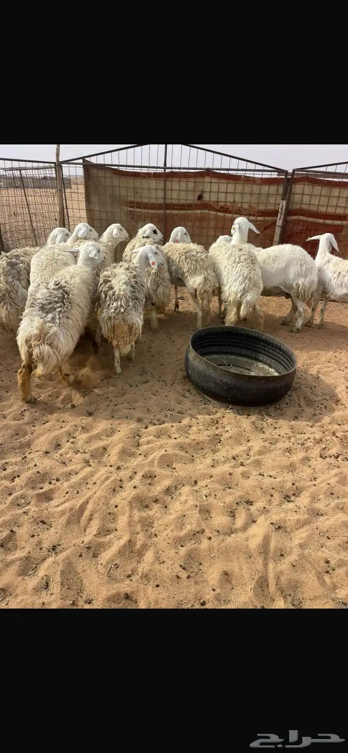 حريات حرش طيبة 2