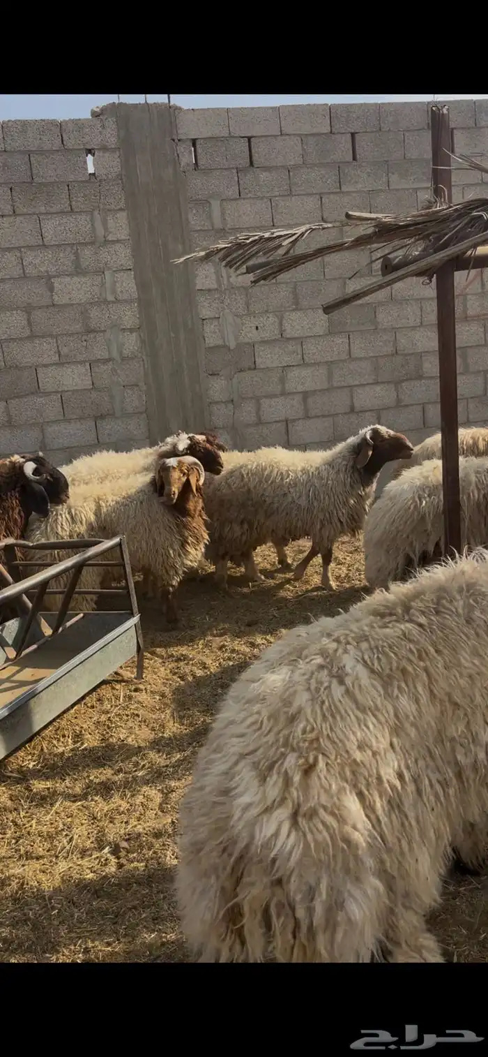 جذعان نعيم طيبه 1