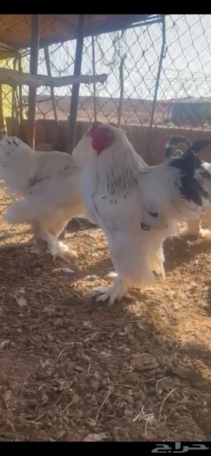 دجاج براهما كولومبي اصل منتج 0
