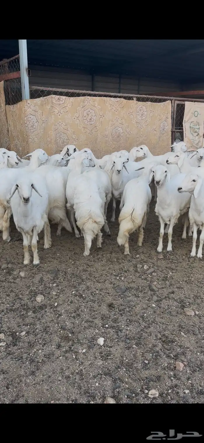 رخال صنف الصنف 0