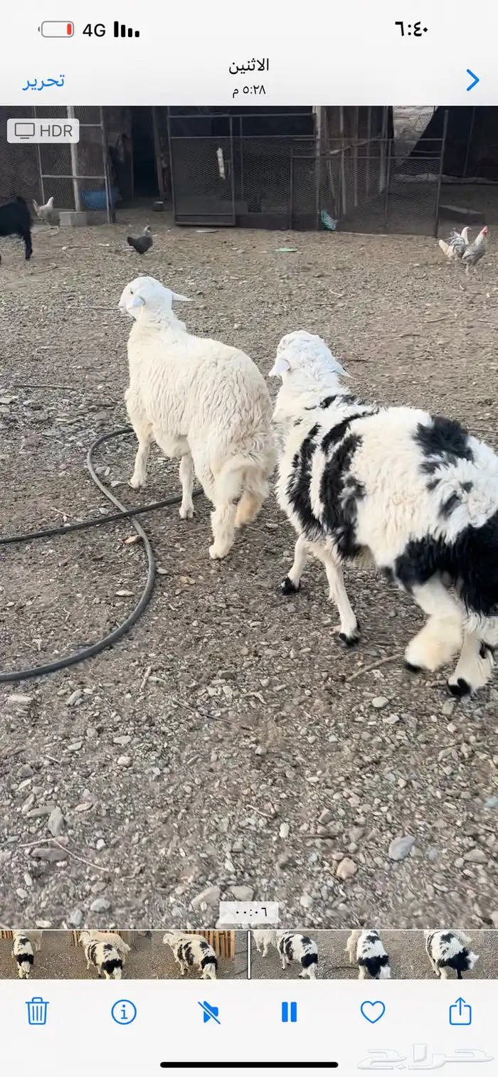 طليان جبره جذعان ومقفله شحم 1