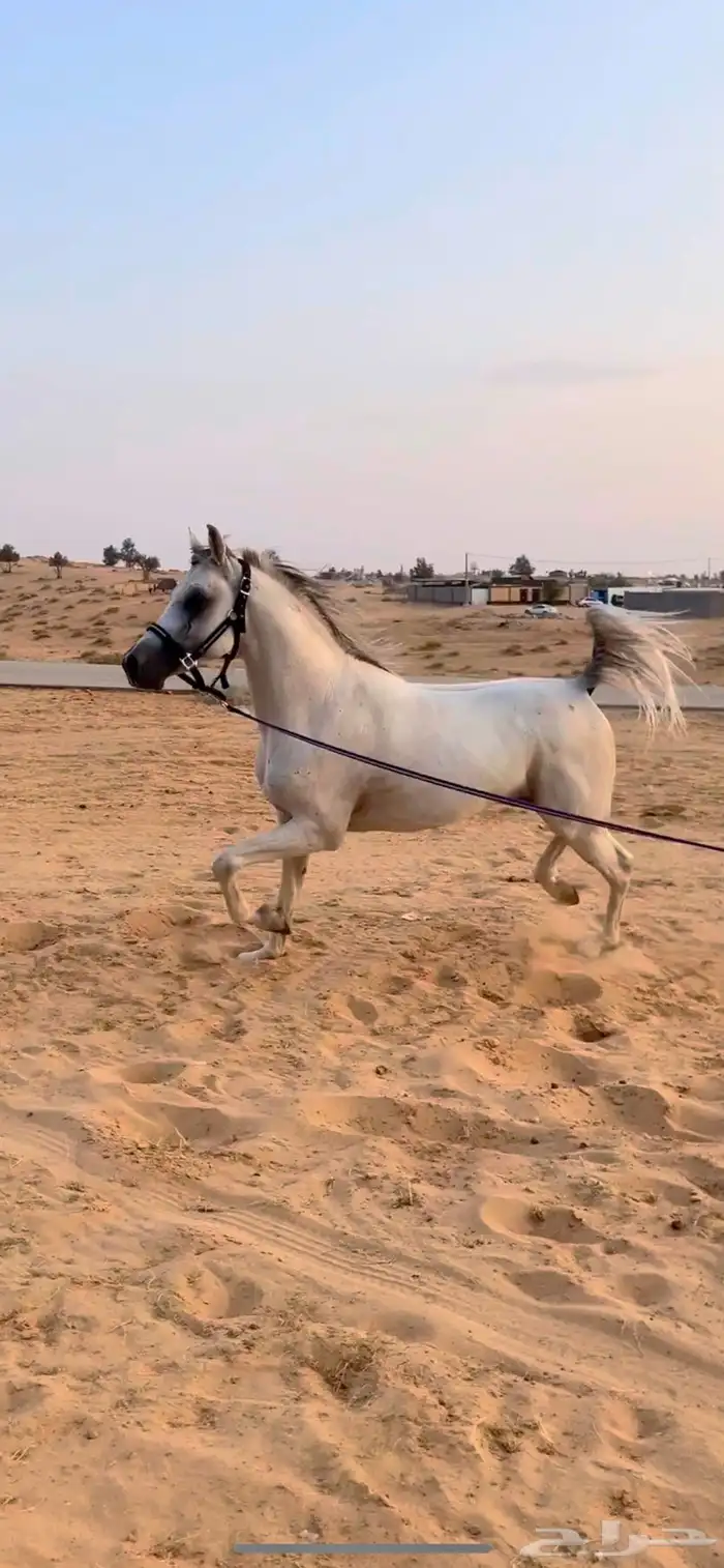 حصان واهوو شرط 0