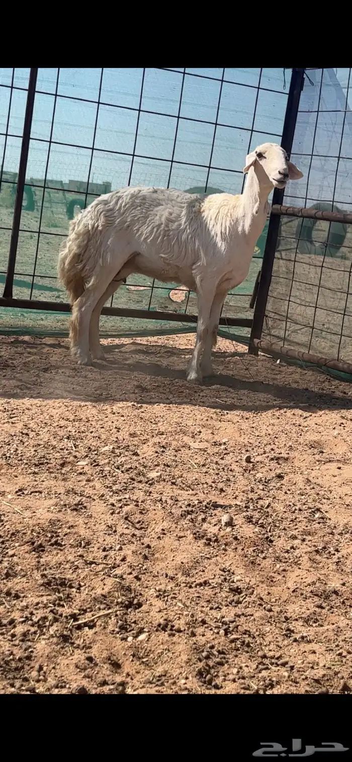 حريات والد 7