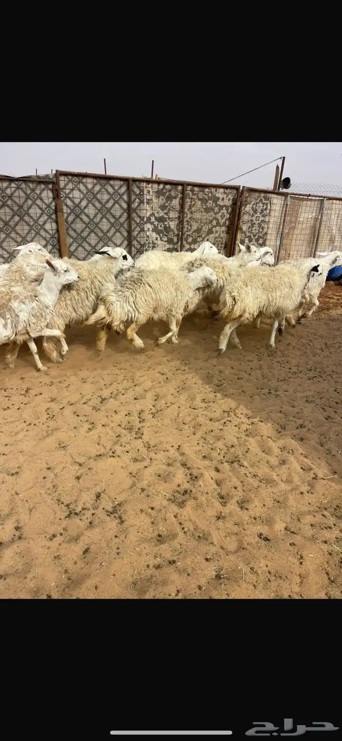 حريات حرش طيبة 3