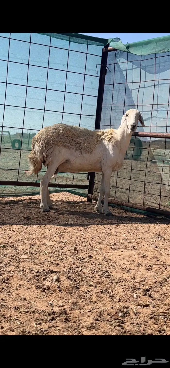 حريات والد 5