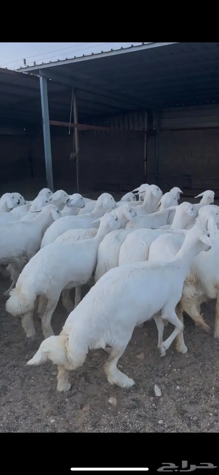 رخال صنف الصنف 1